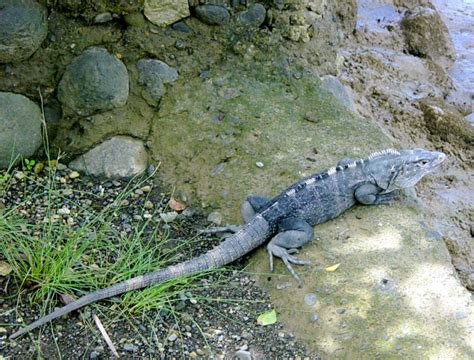 Black Iguana | Pics4Learning