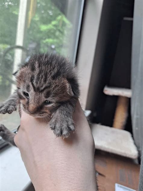 Cutest Kittens Of The Week The Tiniest Fluffiest Criminals