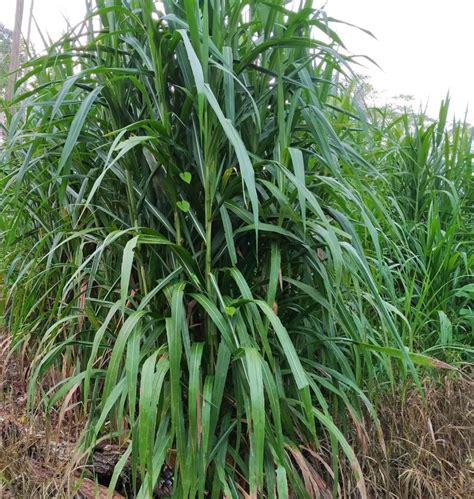 Pasto Cuba Conoce Sus Caracter Sticas Pasturas Tropicales