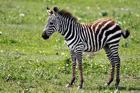 "Zebra Foal" by Nickolay Stanev | Redbubble