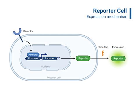 Reporter Cell Expression Mechanism Biorender Science Templates