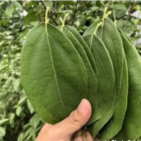 DAUN CINCAU HIJAU Segar Fresh 100 Lembar Lazada Indonesia