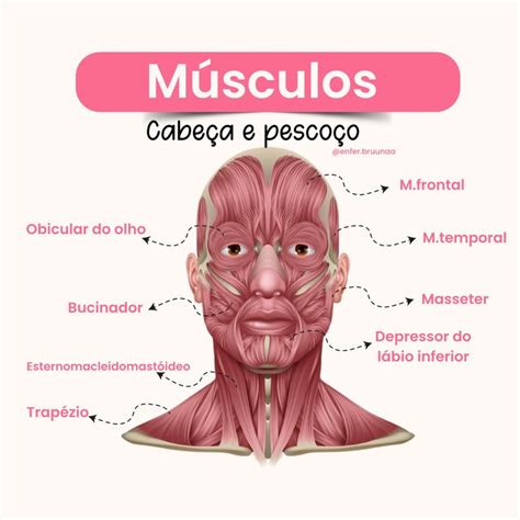 Músculos cabeça e pescoço Anatomia do pescoço Anatomia muscular