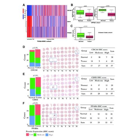 The Rna And Protein Expression Of The Sumoylation Risk Model Genes A