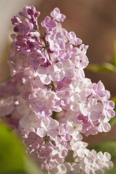 15 Beautiful Lilac Varieties