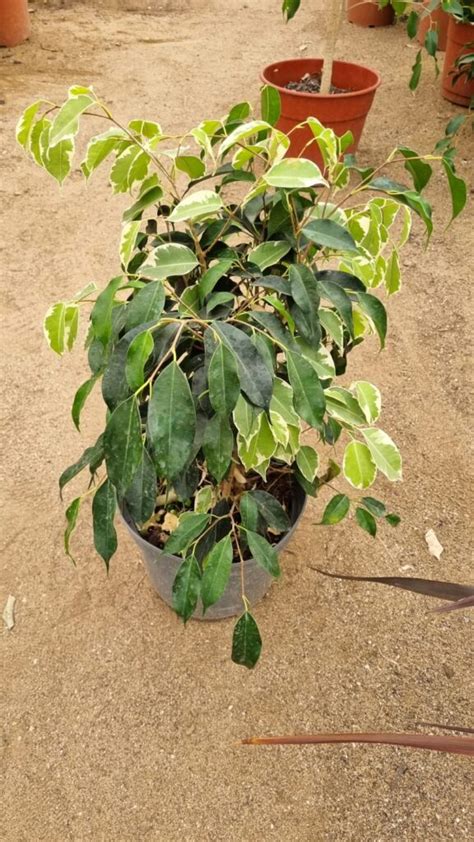 Ficus Mixto Vivero Antofagasta