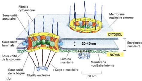 Biologie cellulaire et moléculaire Flashcards Quizlet