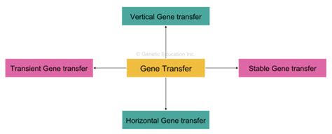 Gene Transfer Techniques Horizontal Vertical Physical And Chemical Genetic Education