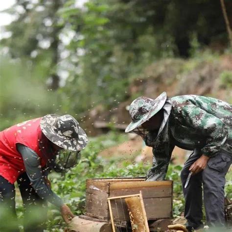 长寿之乡贵州赤水：“甜蜜产业”助增收赤水市石堡乡红星村