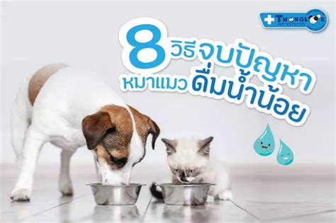 8 วิธีจบปัญหาหมาแมวกินน้ำน้อย8 วิธีจบปัญหาหมาแมวดื่มน้ำน้อย