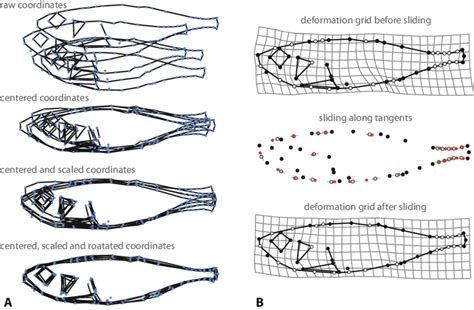 Illustration Of Two Core Techniques Of Geometric Morphometrics Shown