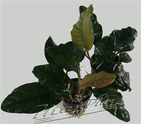 Anubias coffefolia | ManPlan, plantas acuáticas