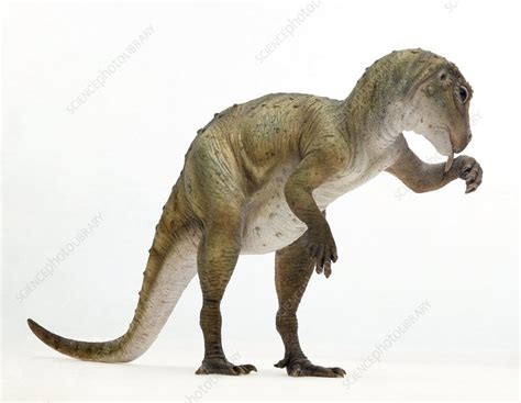 Heterodontosaurus Dinosaur Stock Image C0112258 Science Photo