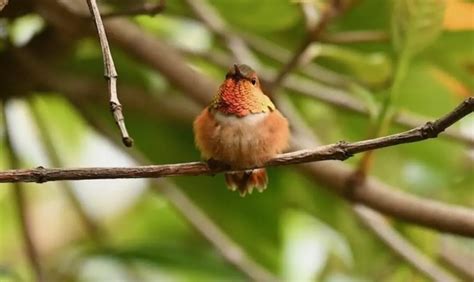 La migración de los colibríes emprende un viaje increíble