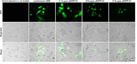 Figure S Delivery Of Plasmid Pegfp N Into Umr Cells For Different