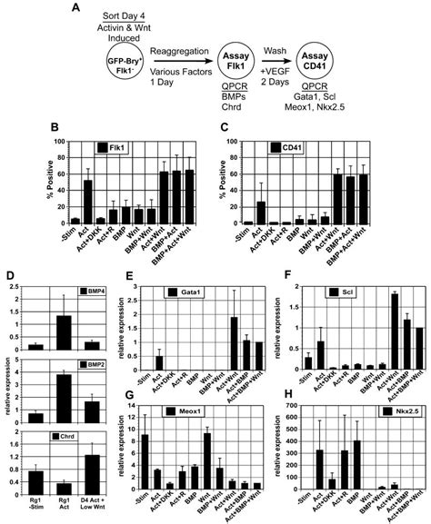 Wnt Activin And Bmp Signaling Regulate Distinct Stages In The