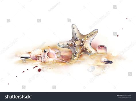 Watercolor Set Underwater Life Objects Seashells Ilustra Es Stock