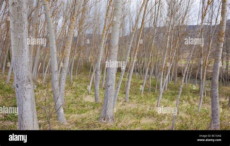 Landschaft Mit Pappeln Fotos Und Bildmaterial In Hoher Aufl Sung Alamy