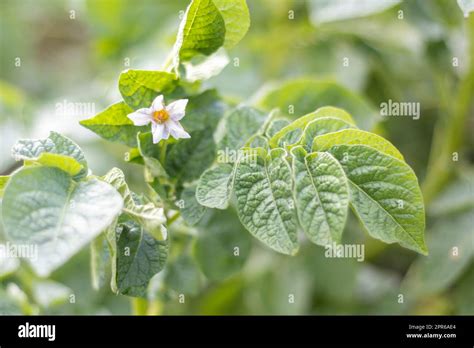 Potato Sprouts On A Farm Bed Flowering Ripening Potatoes Potato