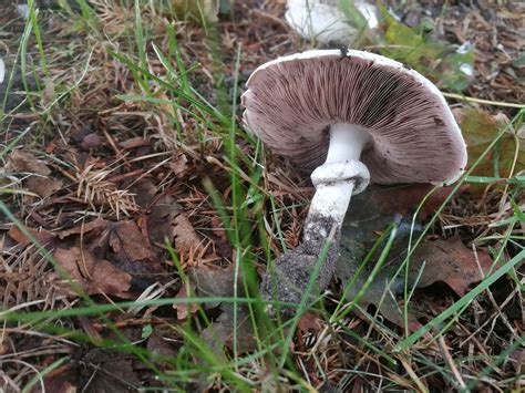 Agaricus Xanthodermus Gu A Completa De Identificaci N De Hongos