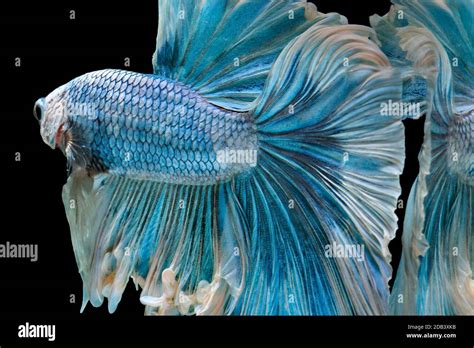 Siamese Fighting Fish Fight Blue Fish Betta Splendens Betta Fish