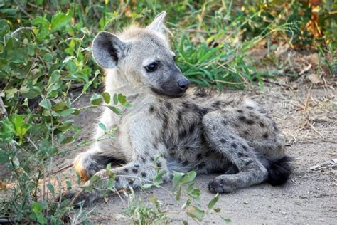 Spotted hyena cubs can be cute too - Photorator