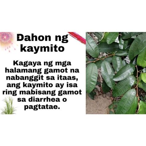 star apple leaves gamot sa pag tatae | Shopee Philippines