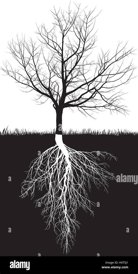 Tree drawing with roots hi-res stock photography and images - Alamy