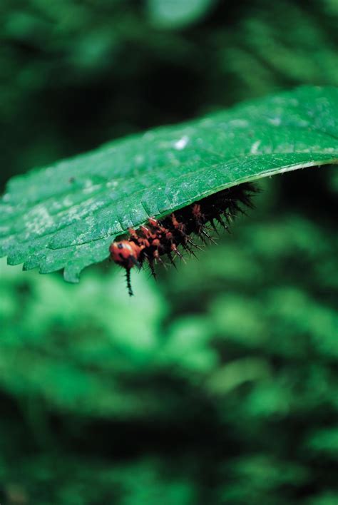 caterpillar eats green leaves 17449265 Stock Photo at Vecteezy