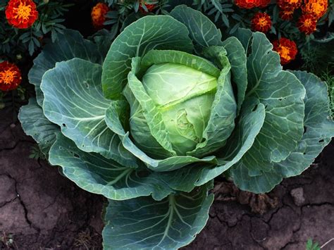 Best Companion Plants For Cabbage