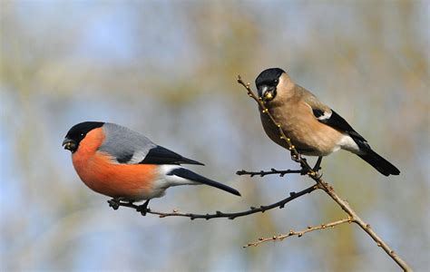 Vogels Spotten Vogelsoorten Register Goudvink