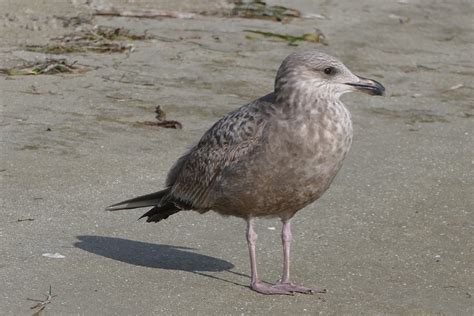 What seagull is this? : whatsthisbird