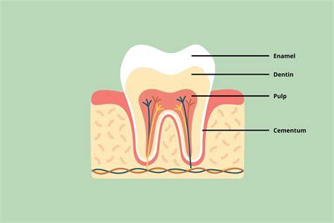 What is Tooth Pulp? | Perth Dentist | Cambridge City Dental