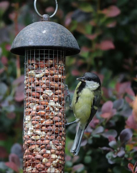 The Benefits Of Attracting Birds To Your Garden The Exeter Daily