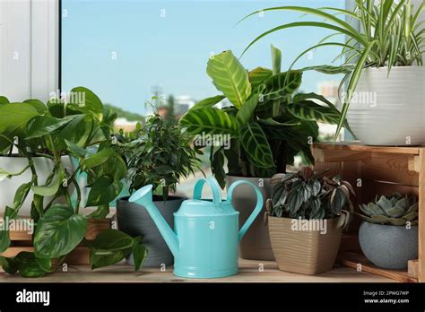 Different Beautiful Houseplants And Light Blue Metal Watering Can On