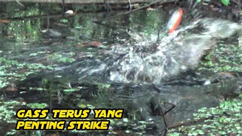 AKIBAT MEMAKSA MANCING DI MUSIM CURAH HUJAN TERLALU TINGGI INI LAH