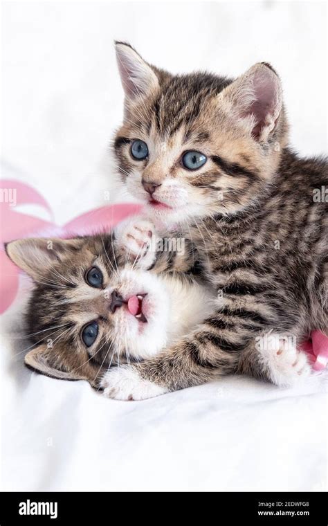 Two little striped playful kittens playing together on bed at home. Healthy adorable domestic ...