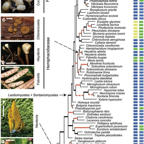 Phylogenetic Tree Of Endophytic And Saprobic Fusarium Species Based On