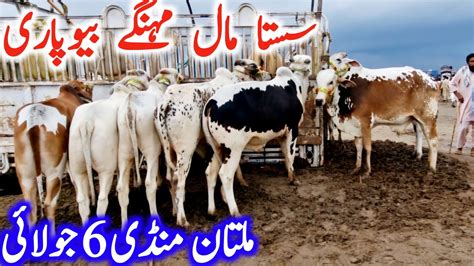 Multan Cow Mandi Today Fresh Video About Sahiwal Cholistani Bachre