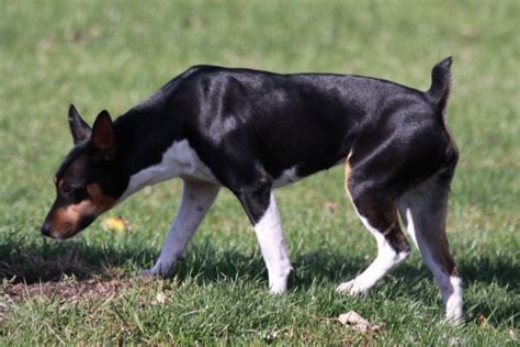 Seegmiller Standard Rat Terriers Female Rat Terriers