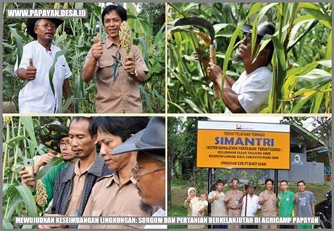 Mewujudkan Keseimbangan Lingkungan Sorgum Dan Pertanian Berkelanjutan