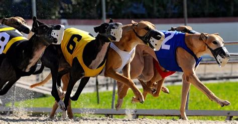 Greyhound Racing Results - Mirror Online