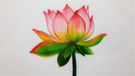 Lotus Flower Drawings Color