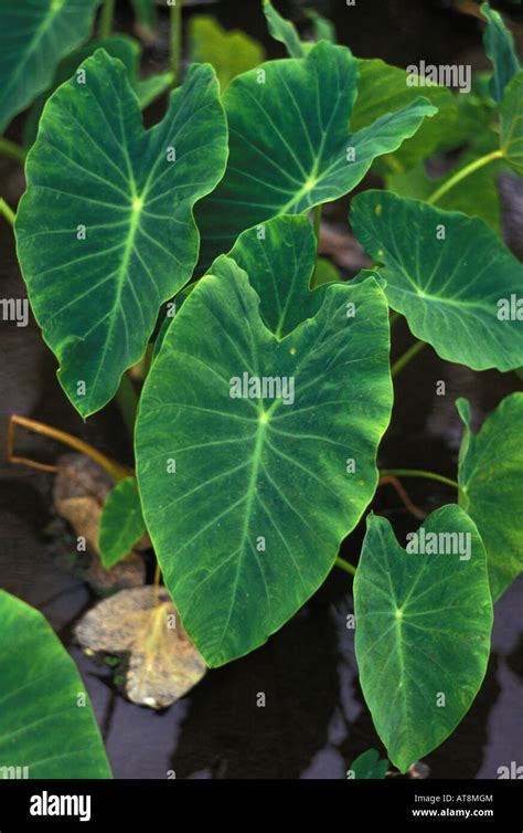 Taro leaves hi-res stock photography and images - Alamy