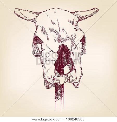 Cow Skull Hand Drawn Vector Photo Free Trial Bigstock