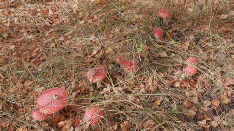 Fly Agaric Mushroom In A Forest Also Known As Fly Amanita Or Amanita