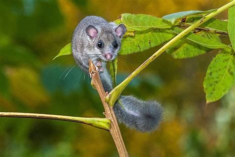 Edible Dormouse - Animal Facts for Kids - Characteristics & Pictures