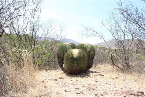 Cact Ceas Gigantes De Guanajuato Reserva Natural En Tierra Blanca