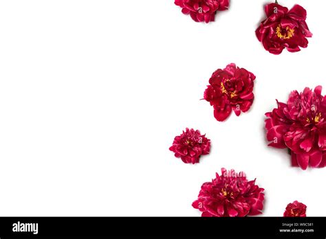 Creative Layout Of Red Peony Flower Border With Space For Text On White