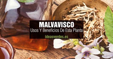 Qué Es Malvavisco Beneficios Y Propiedades De Esta Planta Ideas Verdes